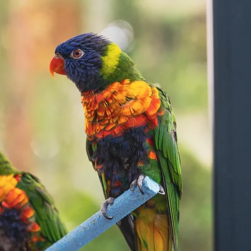 espace de vie adapté aux oiseaux